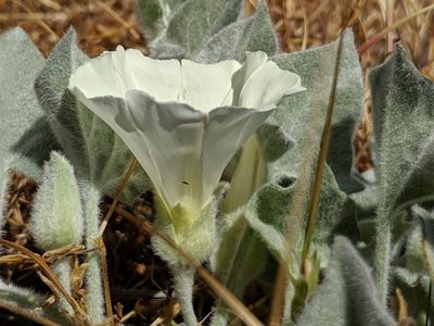 Calystegia malacophylla, photographed by Alex Heyman