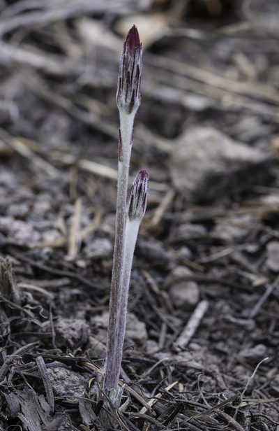 Leibnitzia lyrata, photographed by Craig Martin