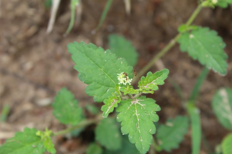 Croton trinitatis, photographed by Andrés Ramírez-Barrera