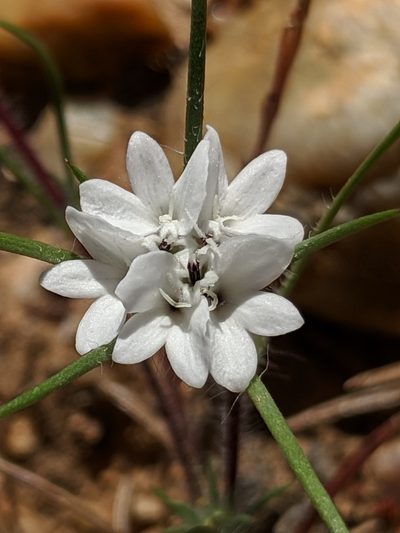 Calycadenia villosa, photographed by Alex Heyman