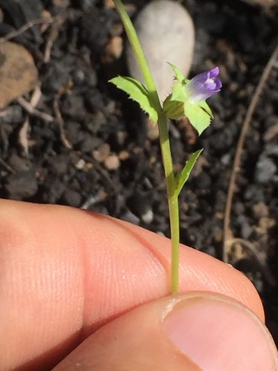 Heterocodon rariflorus, photographed by Scott Loarie