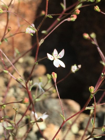Nemacladus montanus, photographed by Scott Loarie