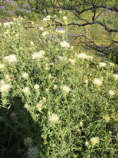 Cirsium cymosum, photographed by Scott Loarie
