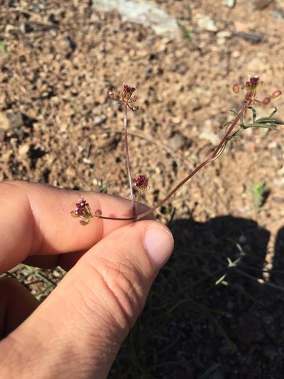 Lomatium marginatum, photographed by Scott Loarie