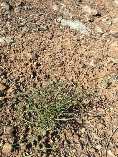 Lomatium marginatum, photographed by Scott Loarie