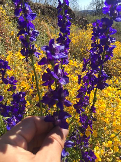 Delphinium uliginosum, photographed by Scott Loarie