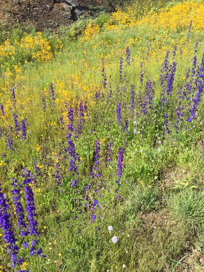 Delphinium uliginosum, photographed by Scott Loarie