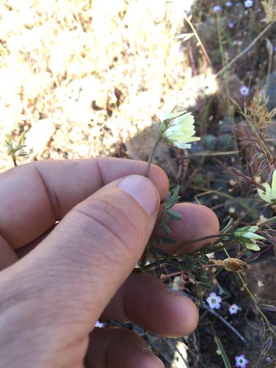 Astragalus breweri, photographed by Scott Loarie