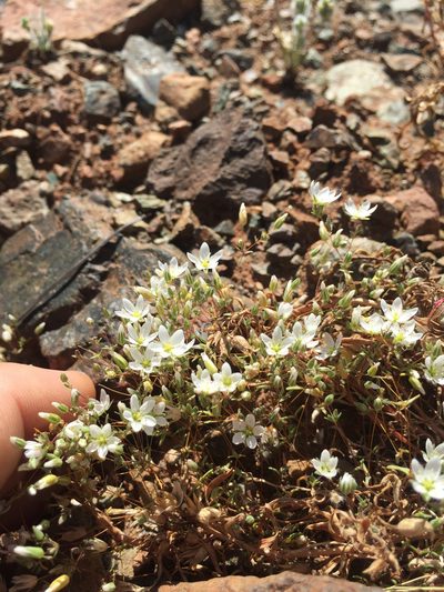 Sabulina californica, photographed by Scott Loarie