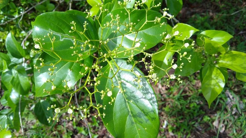 Premna serratifolia, photographed by Dana Lee Ling