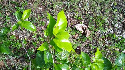 Premna serratifolia, photographed by Dana Lee Ling