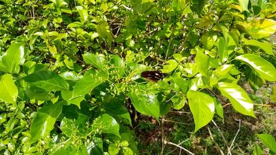 Premna serratifolia, photographed by Dana Lee Ling