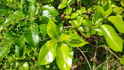 Premna serratifolia, photographed by Dana Lee Ling