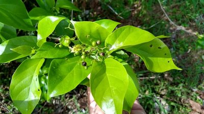 Premna serratifolia, photographed by Dana Lee Ling