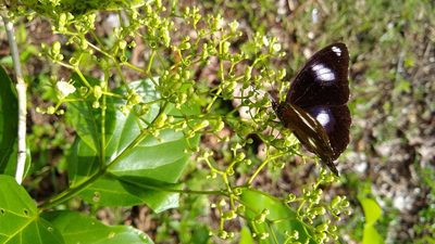 Premna serratifolia, photographed by Dana Lee Ling