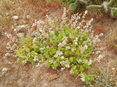 Malacothamnus clementinus, photographed by Casey H. Richart