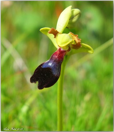 Ophrys atlantica, photographed by Aissa Djamel Filali