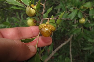 Smelophyllum capense, photographed by Brian du Preez