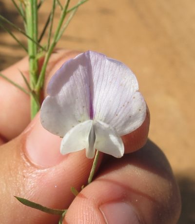 Psoralea imminens, photographed by Brian du Preez