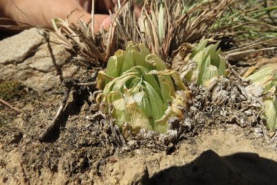 Haworthia cooperi, photographed by Brian du Preez