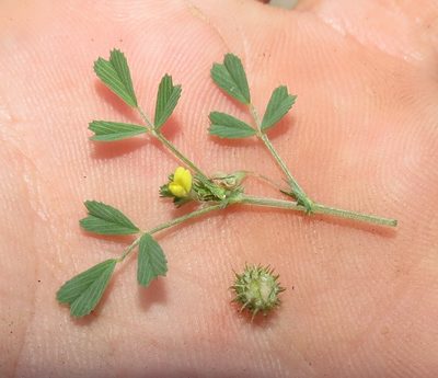Medicago laciniata, photographed by Brian du Preez