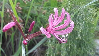Nerine humilis, photographed by Ian Webb
