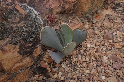 Adromischus sphenophyllus, photographed by Brian du Preez