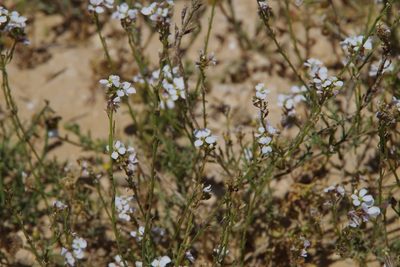 Erucaria rostrata, photographed by Dan Killam