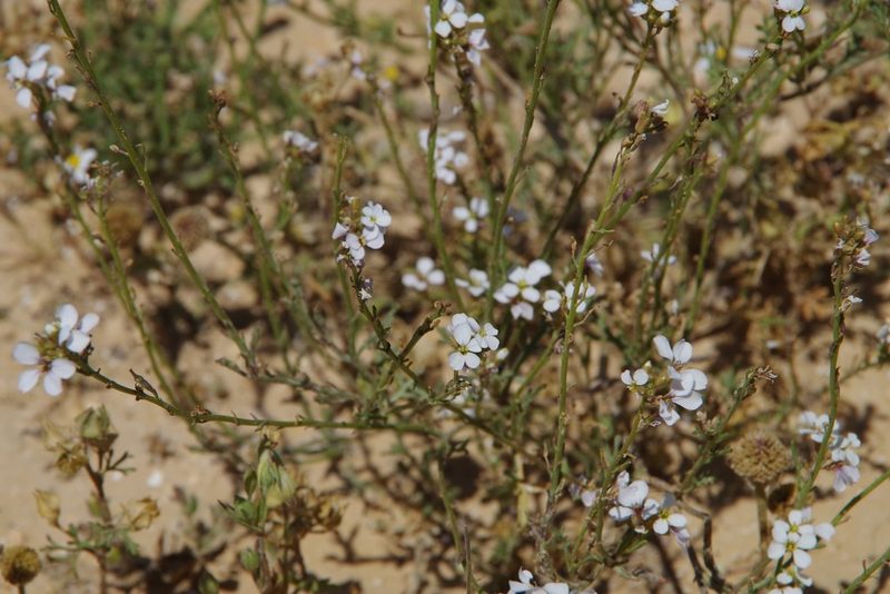 Erucaria rostrata, photographed by Dan Killam