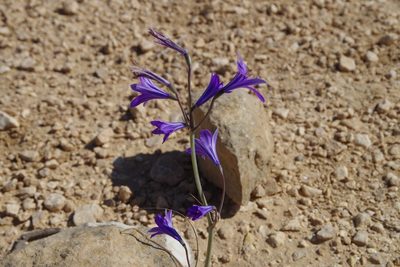 Ixiolirion tataricum, photographed by Dan Killam