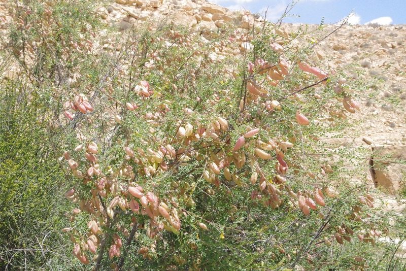 Colutea istria, photographed by Dan Killam