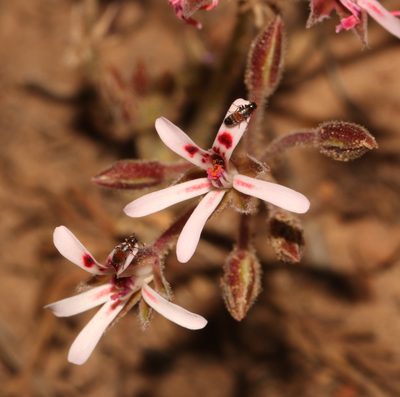 Pelargonium petroselinifolium, photographed by Brian du Preez