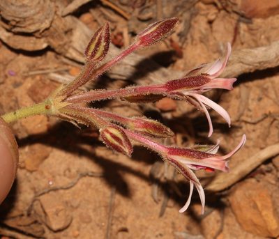 Pelargonium petroselinifolium, photographed by Brian du Preez