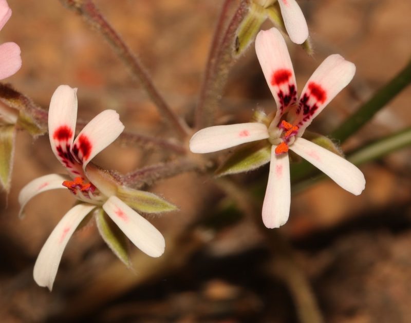 Pelargonium petroselinifolium, photographed by Brian du Preez