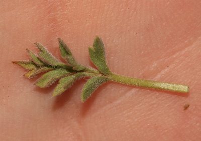 Pelargonium petroselinifolium, photographed by Brian du Preez