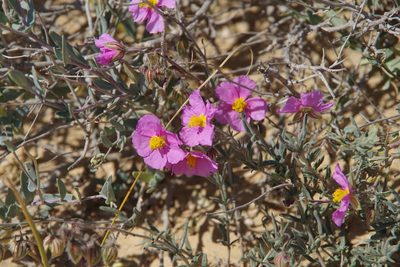 Helianthemum vesicarium, photographed by Dan Killam