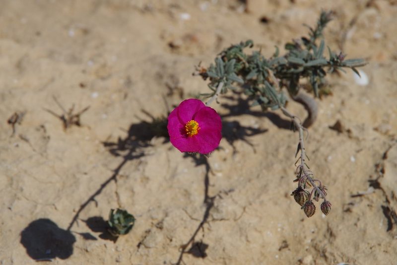 Helianthemum vesicarium, photographed by Dan Killam
