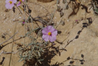 Helianthemum vesicarium, photographed by Dan Killam