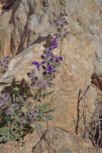 Salvia lanigera, photographed by Dan Killam
