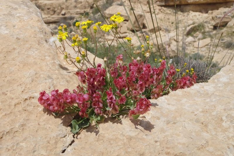 Rumex cyprius, photographed by Dan Killam