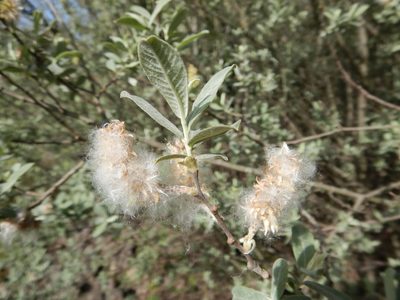 Salix salviifolia, photographed by Duarte Frade