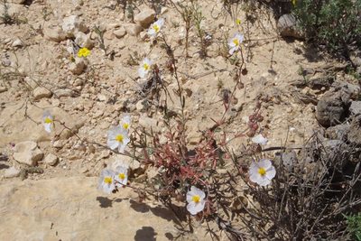 Helianthemum vesicarium, photographed by Dan Killam