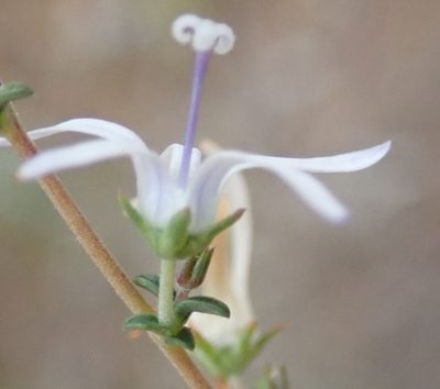 Wahlenbergia loddigesii, photographed by Nicola van Berkel