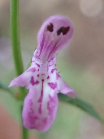 Stachys sublobata, photographed by Nicola van Berkel
