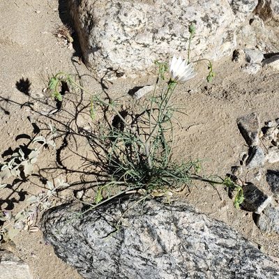 Calycoseris wrightii, photographed by Kevin Keegan