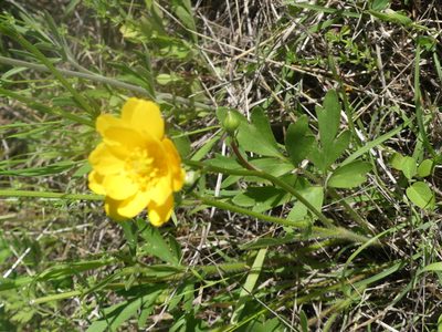 Ranunculus macranthus, photographed by Morgan Hay