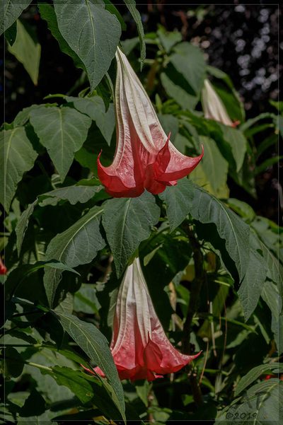 Brugmansia insignis, photographed by RAP
