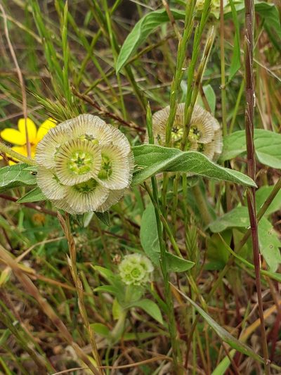 Lomelosia prolifera, photographed by Dan Killam