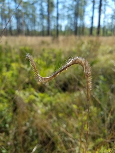 Ctenium floridanum, photographed by Scott Ward