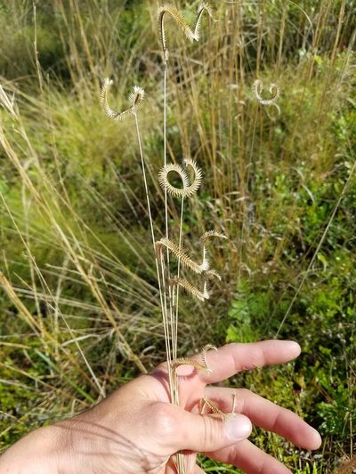 Ctenium floridanum, photographed by Scott Ward